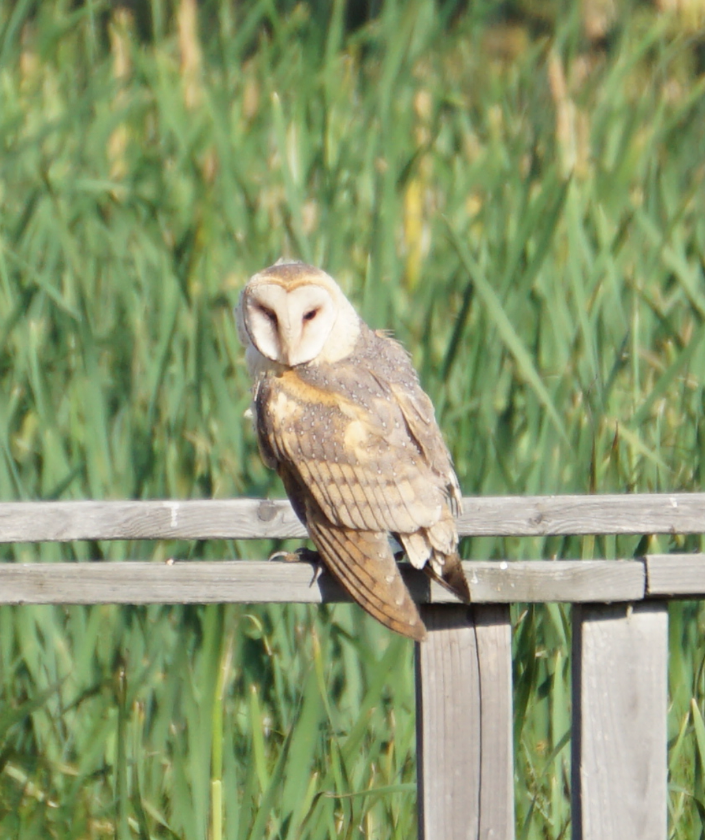 Barn owl on hunting platform